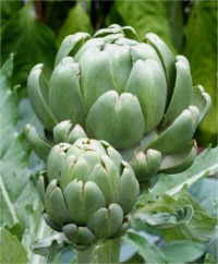 Artichoke
