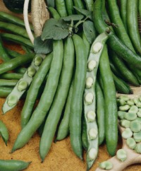 Fava Beans