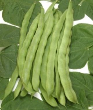 Tamara Pole Bean