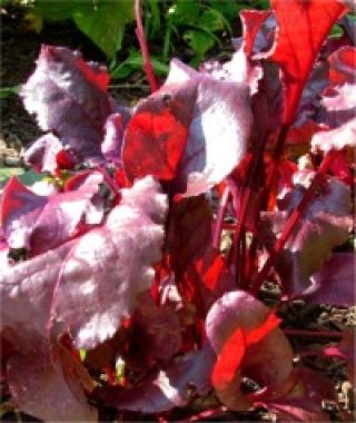 Bull's Blood Beet Greens