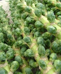 Brussels Sprouts