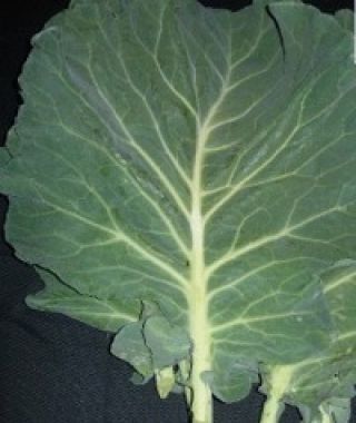 Morris Heading Collard Greens