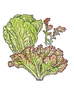 Stilton, Pear and Batavian Lettuce Salad