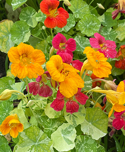 Direct Sow Flowers