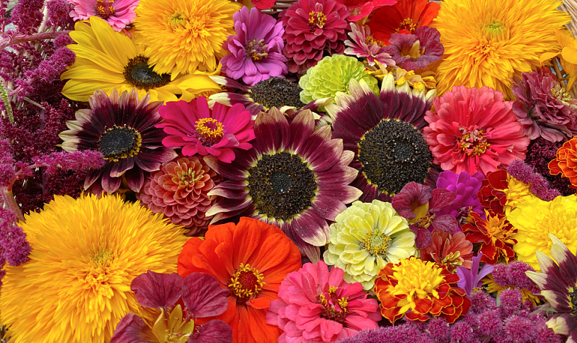Flowers