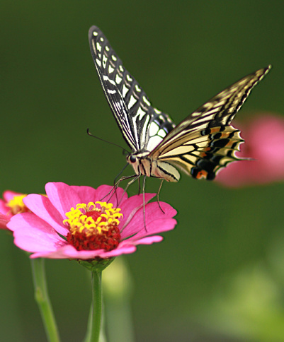 Habitat Gardens
