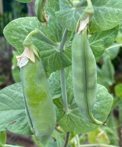 Heirloom Vegetables