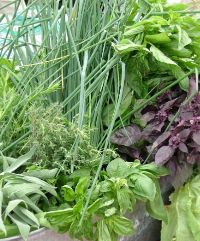 Herbs