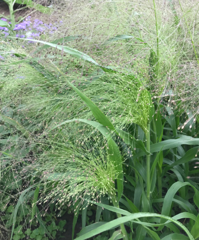 Grasses and Corn