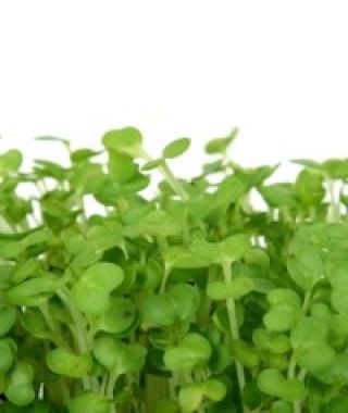 Broad Leaf Cress
