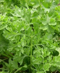 Cress