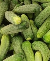Pickling Cucumbers