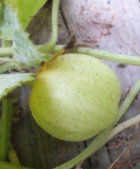 Exotic Novelty Cucumbers