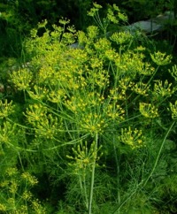 Dill