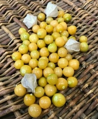 Ground Cherries & Goldenberries
