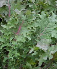 Kale
