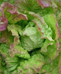 Specialty Lettuce