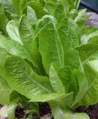Romaine Lettuce