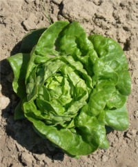 Butterhead Lettuce