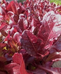 Batavian Lettuce
