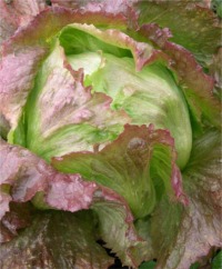 Iceberg Lettuce