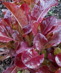 Looseleaf Lettuce