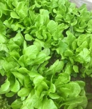 Emerald Oakleaf Lettuce