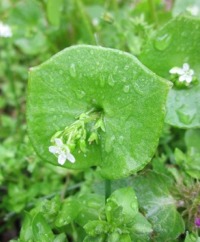 Claytonia