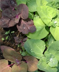 Orach