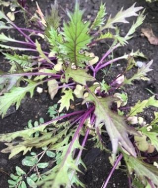 Dark Purple Mizuna