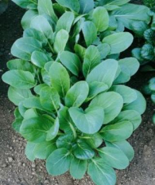 Black Knight Tatsoi 