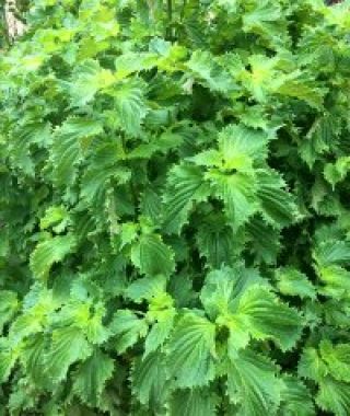 Green Perilla Aoshiso