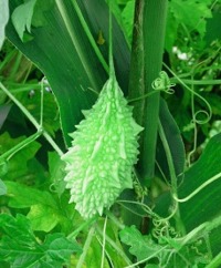 Bitter Melon