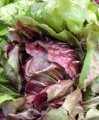 Radicchio