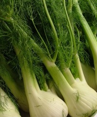 Fennel
