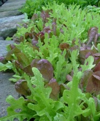 Salad Blends