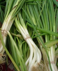 Onion Seed