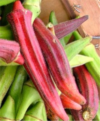 Okra