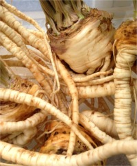 Parsley Root