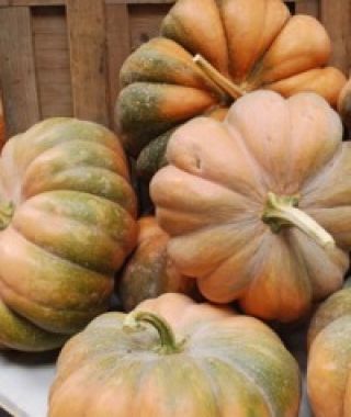 Fairytale Pumpkin