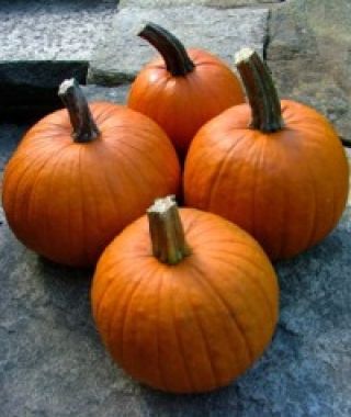 New England Pie Pumpkin