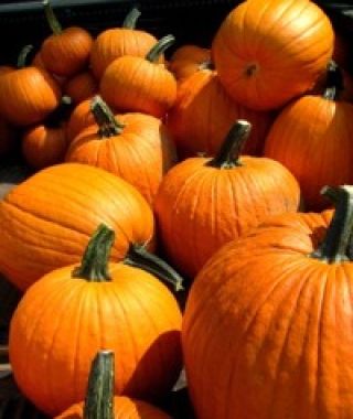 Howden's Field Pumpkin