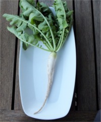 Daikon Radishes
