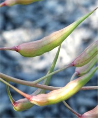 Rat Tail Radishes