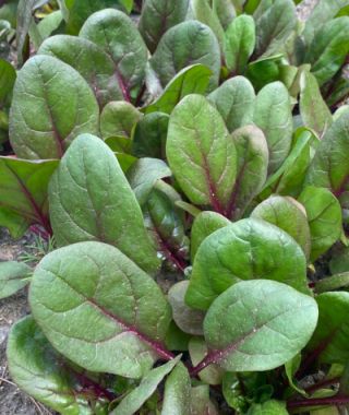 Red Tabby Spinach