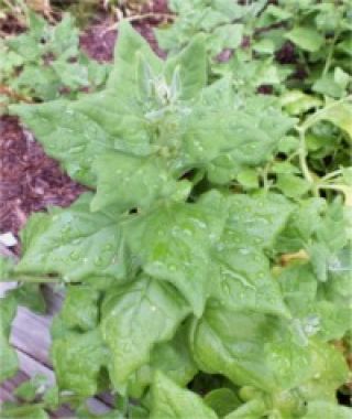 New Zealand Spinach