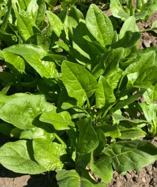 Joker Asian Spinach