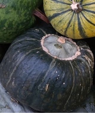 Burgess Buttercup Winter Squash