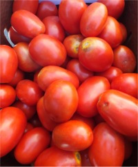 Plum Tomatoes
