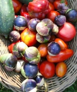 Purple Tomatillo